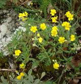 devaterník šedý <i>(Helianthemum canum)</i>