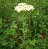 řebříček sličný <i>(Achillea nobilis)</i> / Habitus