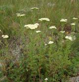 řebříček sličný <i>(Achillea nobilis)</i> / Habitus