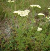 řebříček sličný <i>(Achillea nobilis)</i> / Habitus