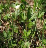sasanka lesní <i>(Anemone sylvestris)</i> / Habitus