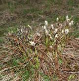 ostřice horská <i>(Carex montana)</i> / Habitus