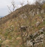 jasan zimnář <i>(Fraxinus ornus)</i> / Habitus