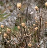 jasan zimnář <i>(Fraxinus ornus)</i> / Větve a pupeny