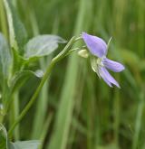 violka nízká <i>(Viola pumila)</i> / Květ/Květenství