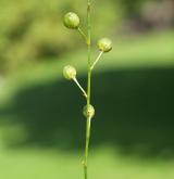 bělozářka větevnatá <i>(Anthericum ramosum)</i> / Plod