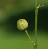 bělozářka větevnatá <i>(Anthericum ramosum)</i> / Plod