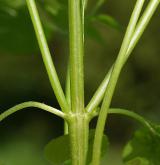 pěťour maloúborný <i>(Galinsoga parviflora)</i>
