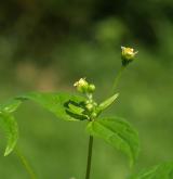 pěťour maloúborný <i>(Galinsoga parviflora)</i> / Květ/Květenství
