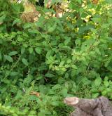 merlík mnohosemenný <i>(Chenopodium polyspermum)</i>