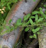 merlík mnohosemenný <i>(Chenopodium polyspermum)</i> / Habitus