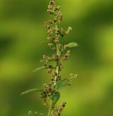 merlík mnohosemenný <i>(Chenopodium polyspermum)</i> / Květ/Květenství