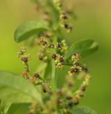 merlík mnohosemenný <i>(Chenopodium polyspermum)</i>