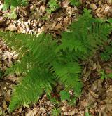 papratka samičí <i>(Athyrium filix-femina)</i> / Habitus