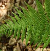 papratka samičí <i>(Athyrium filix-femina)</i> / List