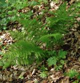 papratka samičí <i>(Athyrium filix-femina)</i> / Habitus