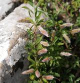 kručinka chlupatá <i>(Genista pilosa)</i>