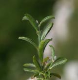 kručinka chlupatá <i>(Genista pilosa)</i>