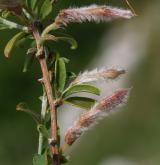 kručinka chlupatá <i>(Genista pilosa)</i>