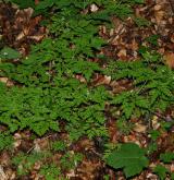 kakost smrdutý <i>(Geranium robertianum)</i> / Habitus