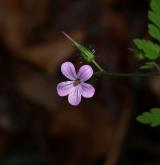 kakost smrdutý <i>(Geranium robertianum)</i> / Květ/Květenství