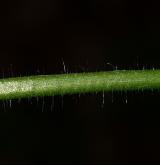 kakost smrdutý <i>(Geranium robertianum)</i> / List