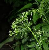krabilice chlupatá <i>(Chaerophyllum hirsutum)</i> / Plod