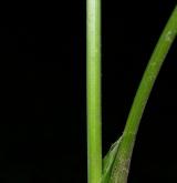 krabilice chlupatá <i>(Chaerophyllum hirsutum)</i> / Stonek