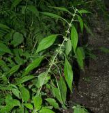 drnavec lékařský <i>(Parietaria officinalis)</i>