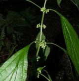 drnavec lékařský <i>(Parietaria officinalis)</i> / Květ/Květenství