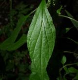 drnavec lékařský <i>(Parietaria officinalis)</i>