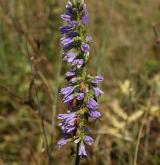 zvonek boloňský <i>(Campanula bononiensis)</i> / Květ/Květenství