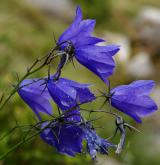 zvonek český <i>(Campanula bohemica)</i> / Květ/Květenství