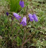 zvonek sibiřský <i>(Campanula sibirica)</i> / Habitus