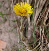 podběl lékařský <i>(Tussilago farfara)</i> / Habitus