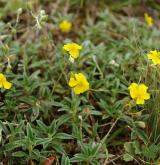 devaterník skalní <i>(Helianthemum rupifragum)</i> / Habitus