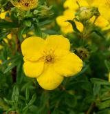 mochna křovitá <i>(Dasiphora fruticosa)</i> / Květ/Květenství