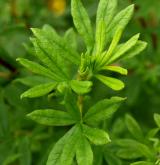 mochna křovitá <i>(Dasiphora fruticosa)</i> / List