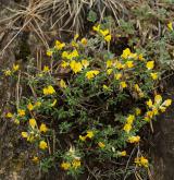 kručinka chlupatá <i>(Genista pilosa)</i>