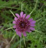 kozí brada pórolistá <i>(Tragopogon porrifolius)</i> / Květ/Květenství