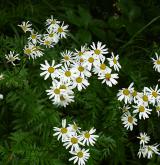 řimbaba karpatská <i>(Pyrethrum clusii)</i> / Habitus