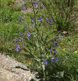 pilát modrý <i>(Anchusa azurea)</i> / Habitus