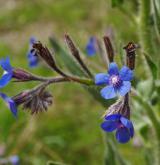 pilát modrý <i>(Anchusa azurea)</i> / Květ/Květenství