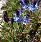 rozrazil rozprostřený <i>(Veronica prostrata)</i> / Habitus