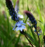 rozrazil rozprostřený <i>(Veronica prostrata)</i> / Květ/Květenství