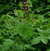 kakost hnědočervený <i>(Geranium phaeum)</i> / Habitus