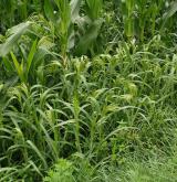 Pozdně letní teplomilná ruderální a plevelová vegetace písčitých půd <i>(Eragrostion cilianensi-minoris)</i> / Porost