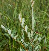vrba borůvkovitá <i>(Salix myrtilloides)</i>