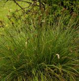 ostřice odchylná  <i>(Carex appropinquata)</i> / Habitus