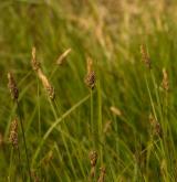 ostřice přítupá <i>(Carex obtusata)</i> / Habitus